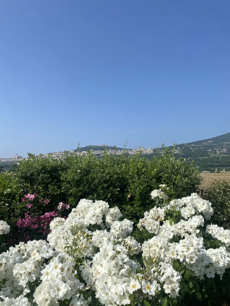 siepe in stile naturale