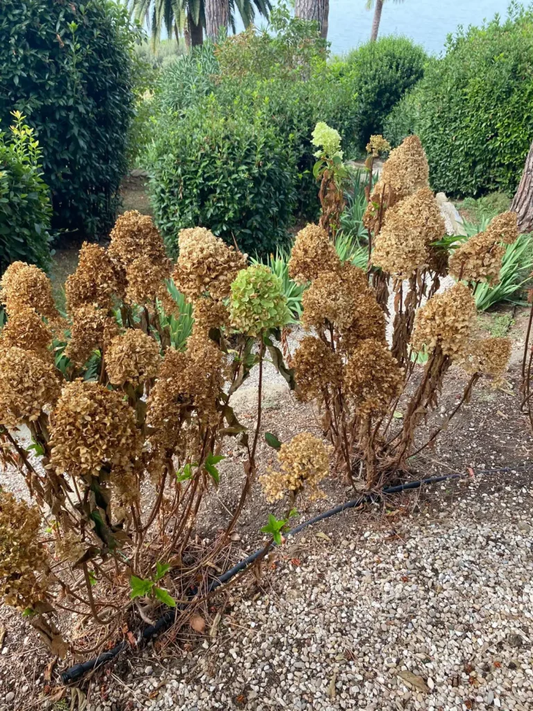 pianta Hydrangea paniculata