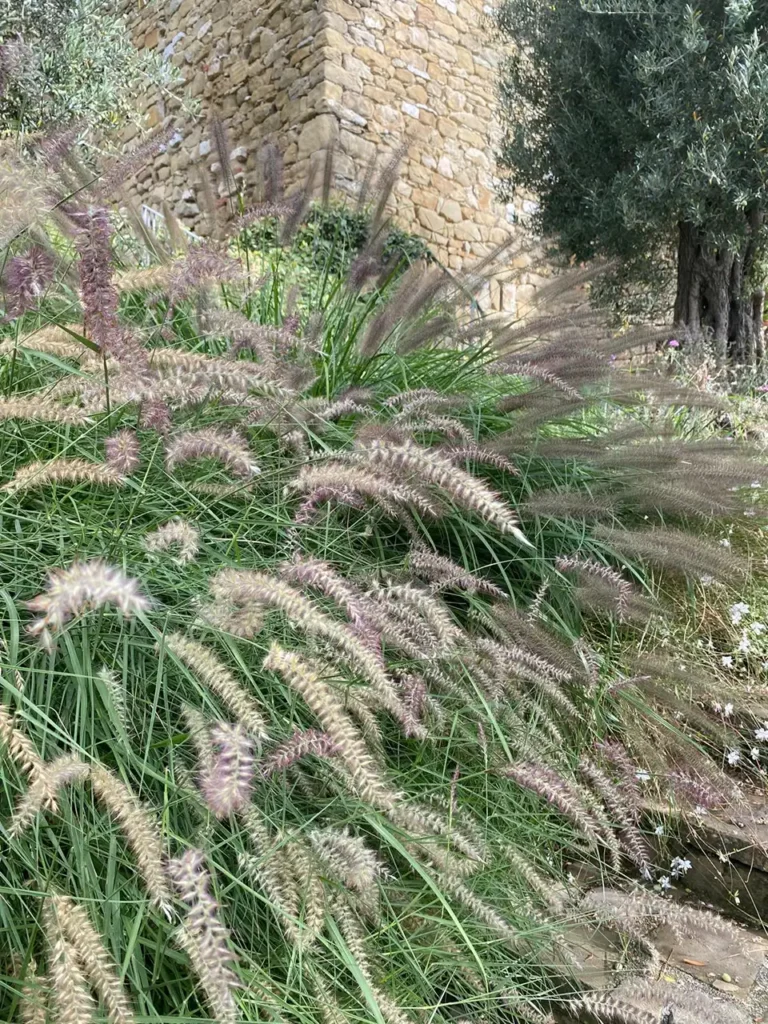 Pennisetum alopecuroides