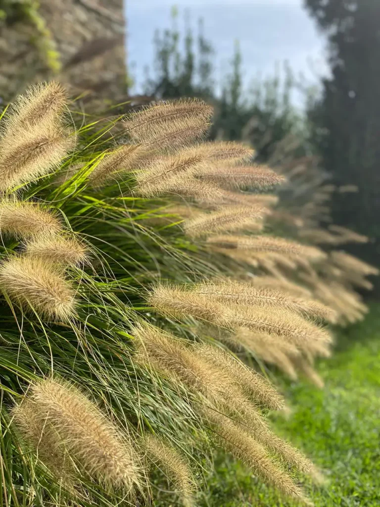 Pennisetum alopecuroides
