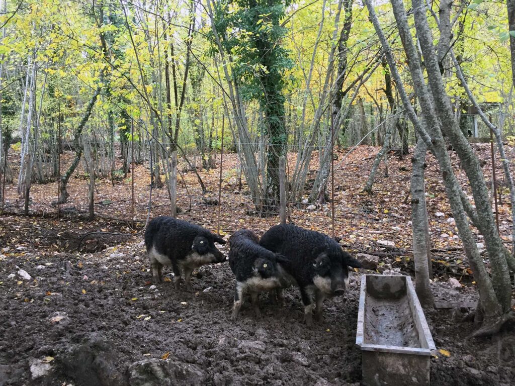 Consulenza agronomica aprus