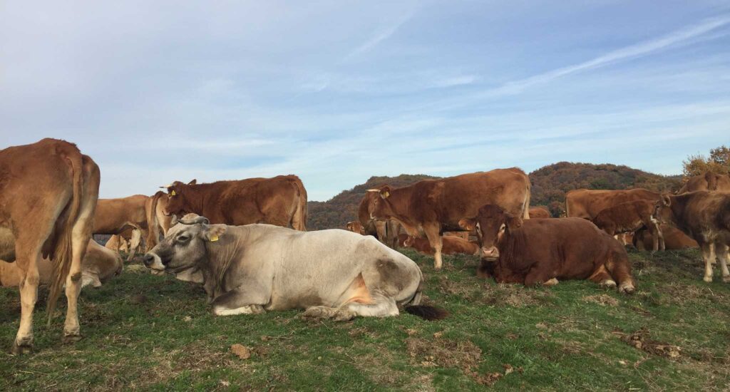 Consulenza agronomica