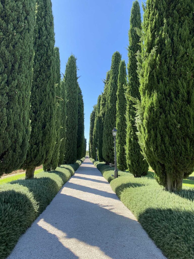 Progettazione Paesaggistica viale alberato