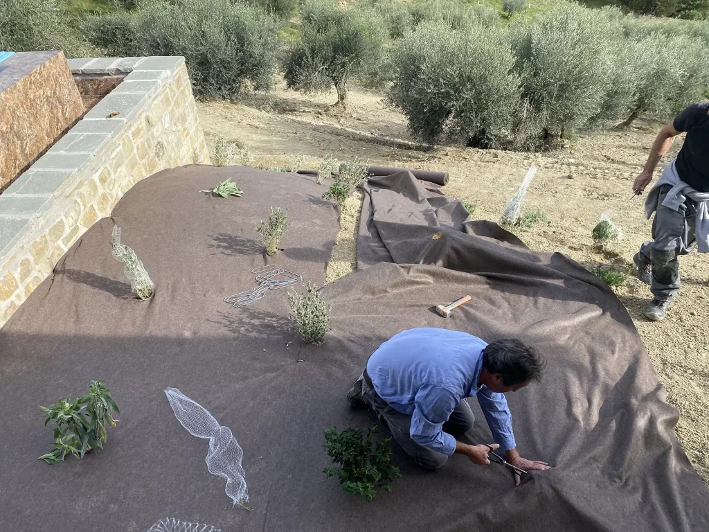 piantumazione e sistemazione piante in giardino